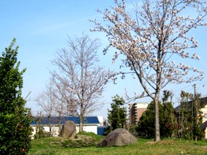 日出RC20周年記念事業で植樹した2本の桜(五部咲き)